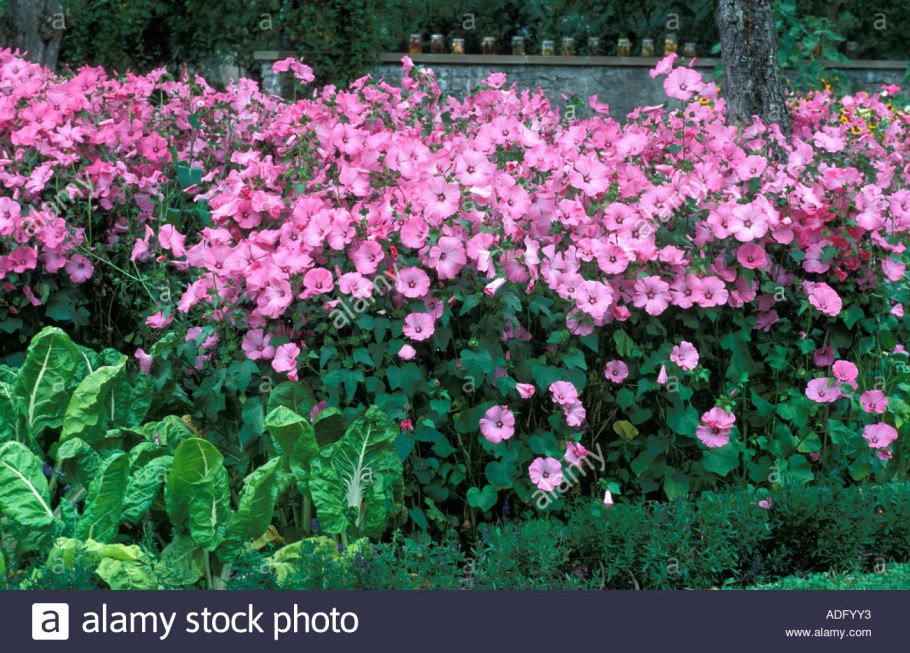 Лаватера Лавлайнс