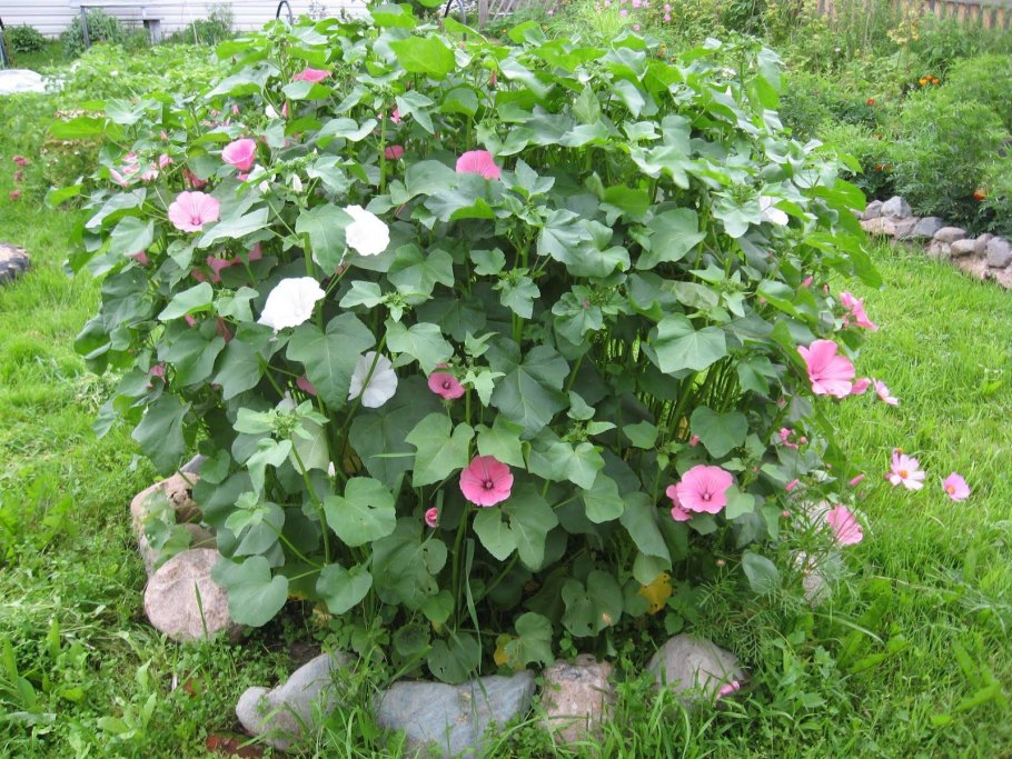 Петунии в миксбордере