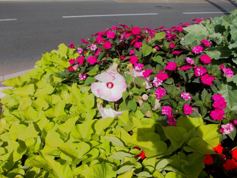 Годеция Монарх