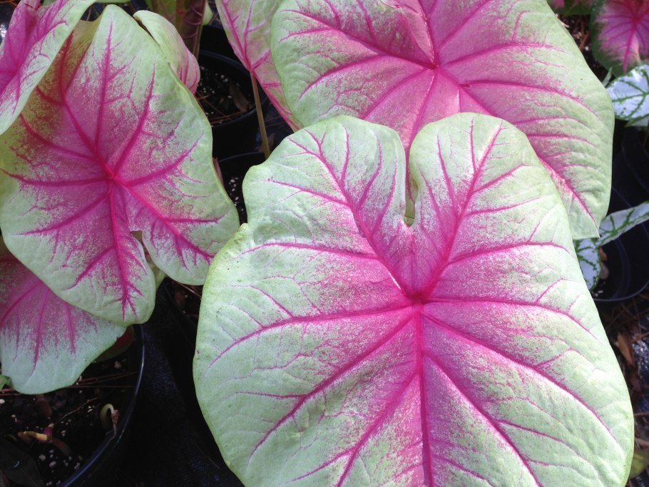 Каладиум двухцветный