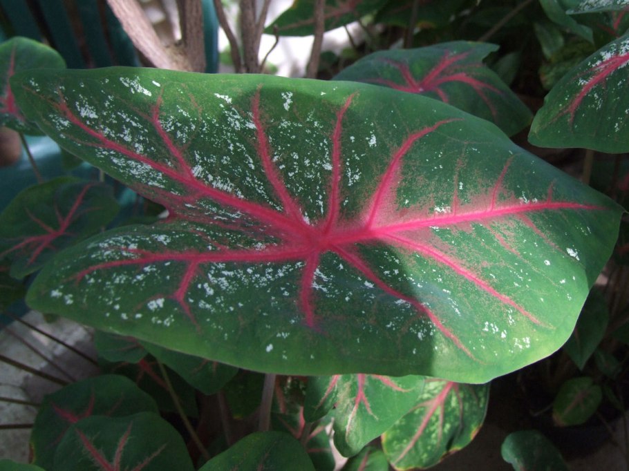Каладиум Гумбольдта - Caladium humboldtii