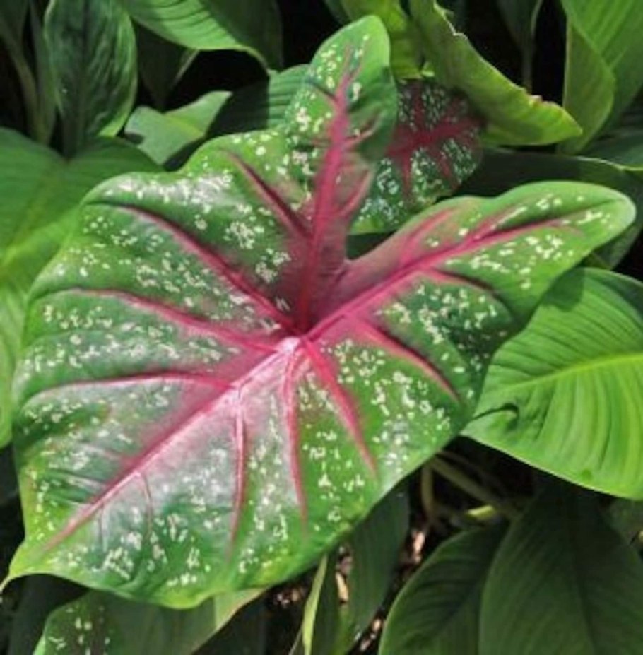 Каладиум Алекса