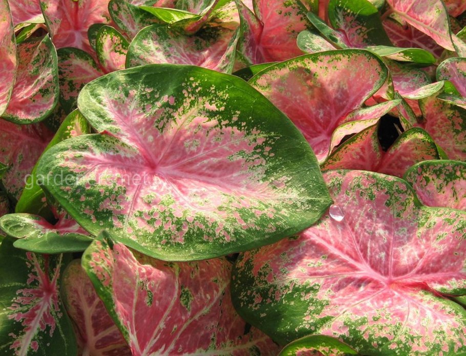 Каладиум Виолацеум