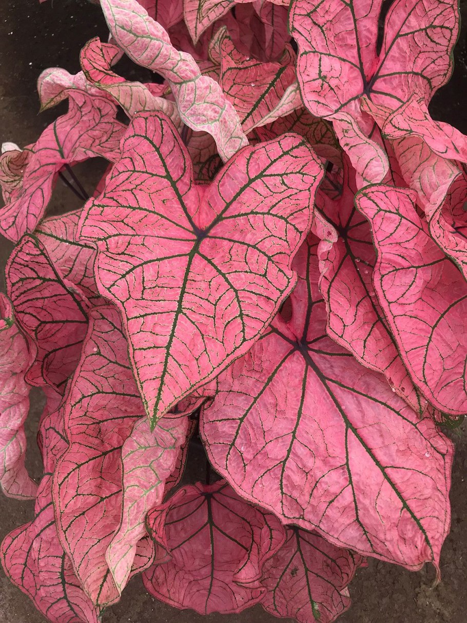 Каладиум John Reed