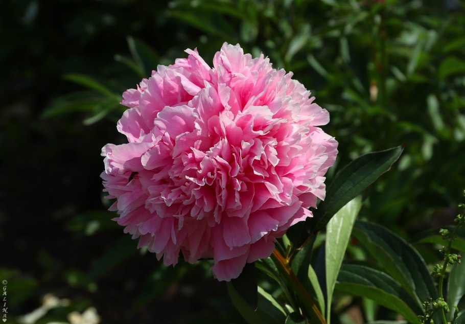 Пион Гилберт Бартелло