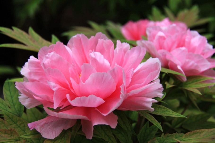 Пион молочноцветковый Дюшес де Немур