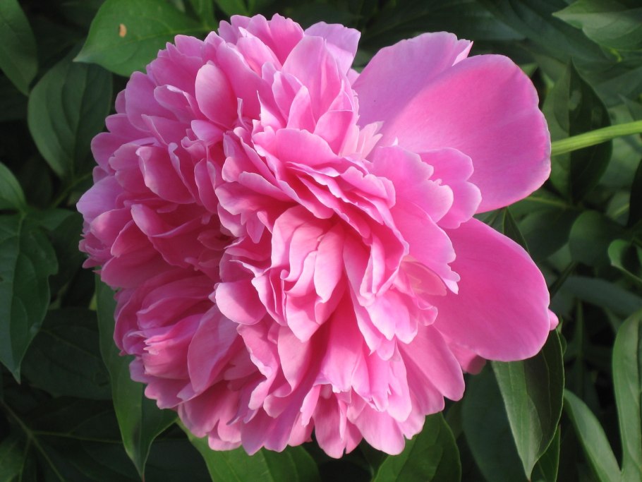 Чашелистик пиона