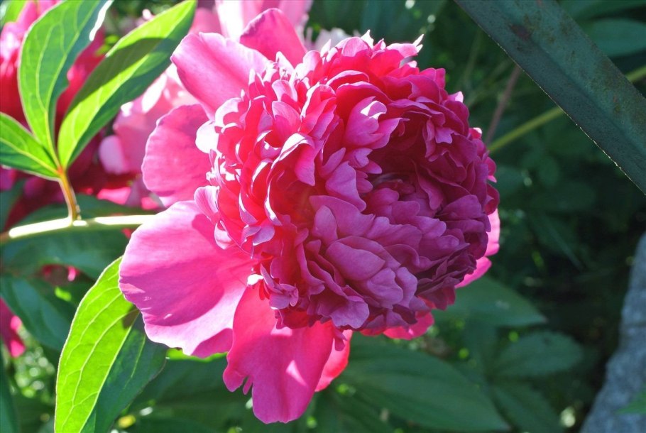 Пион Пинк Парфейт Pink parfait