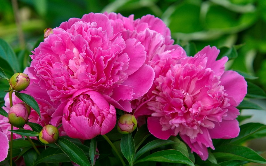 Пион Эльза фон Брабант