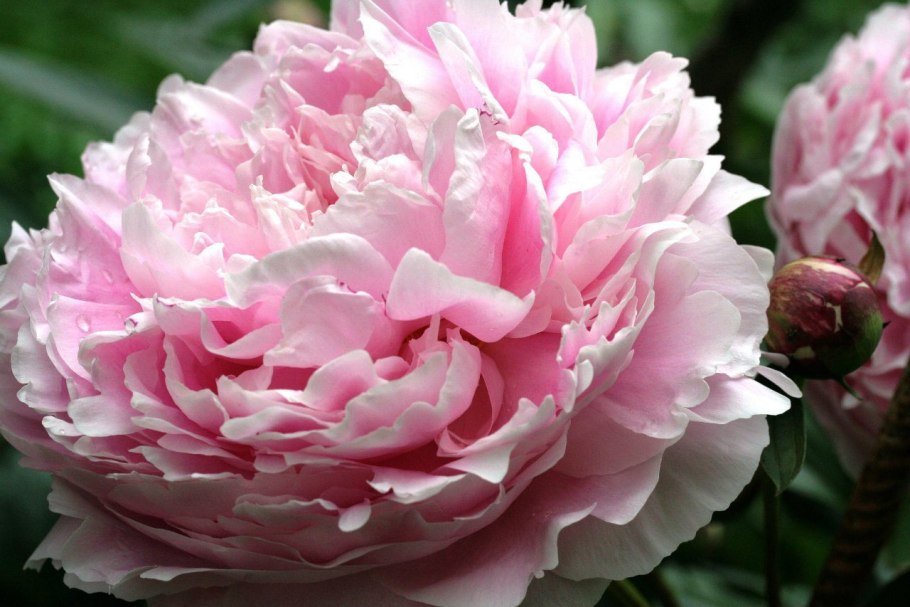 Пион молочноцветковый Примавера