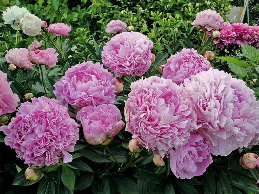 Пион пион Mons. Jules Elie