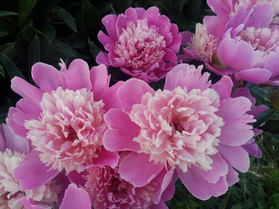 Пионы дачные