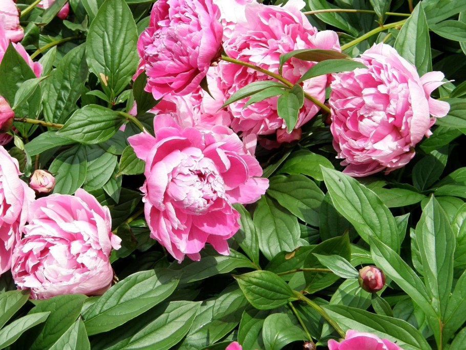 Пион молочноцветковый "Ядвига"