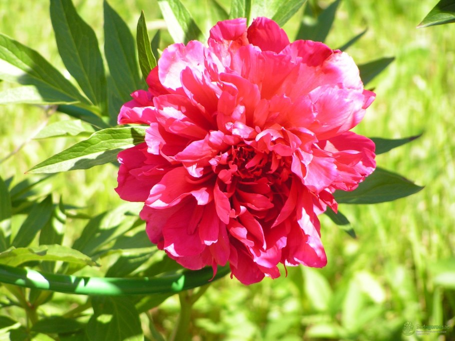 Пион молочноцветковый "Ядвига"