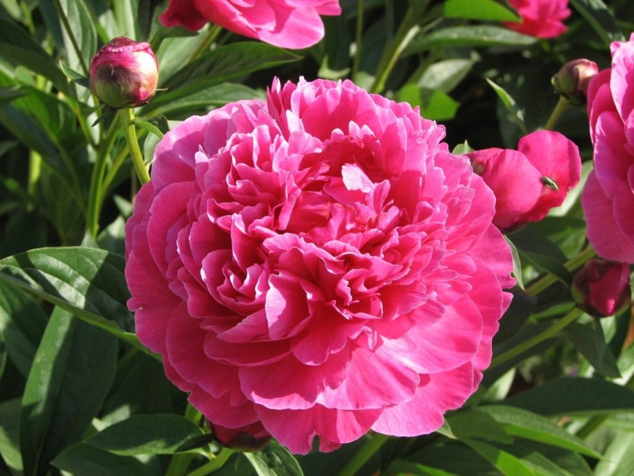 Пионы красные куст
