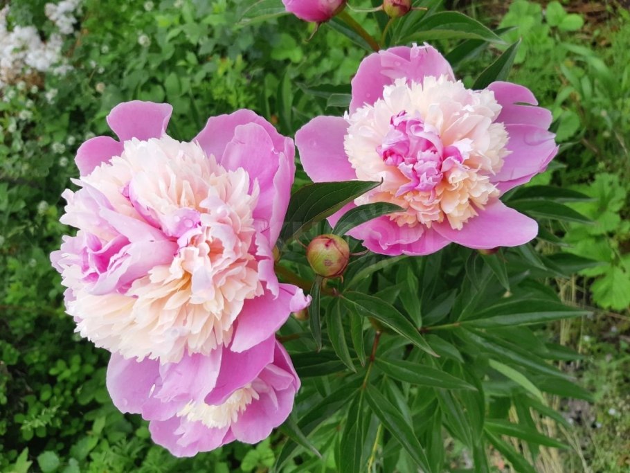 Пион ла Донна