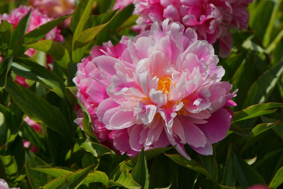 Пион Жильбер Бартело