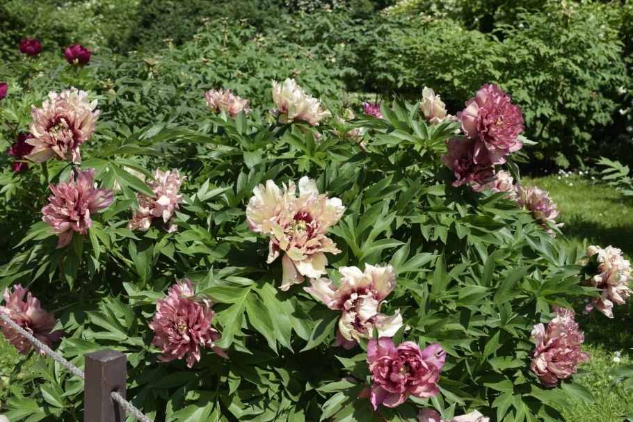 Пион Клемансо