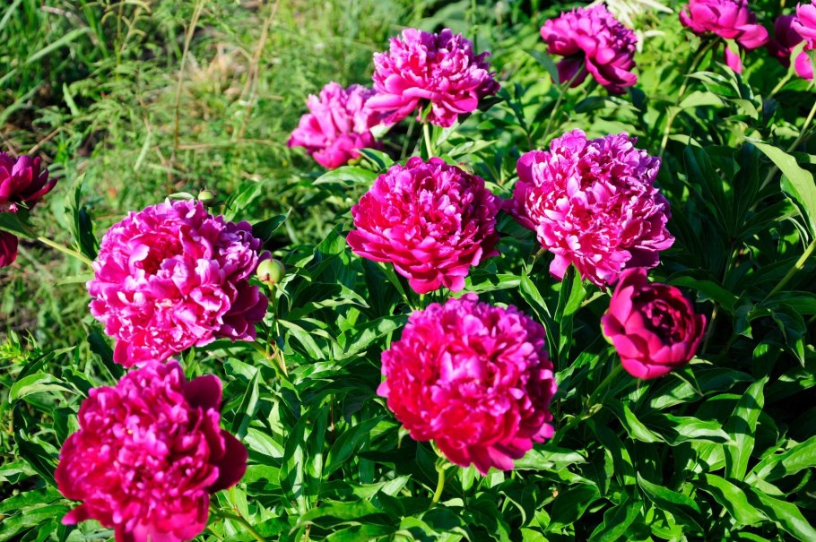 牡丹 / Peony / пион / Peonía