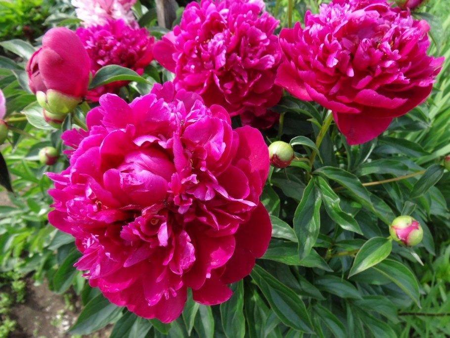 Пион Шима нишики