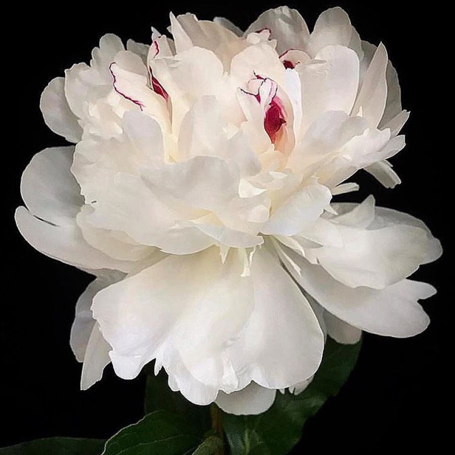 Пион мсье Жюль Эли