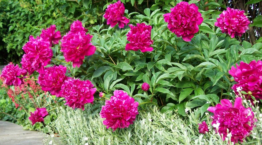 Пион древовидный Hua Wang