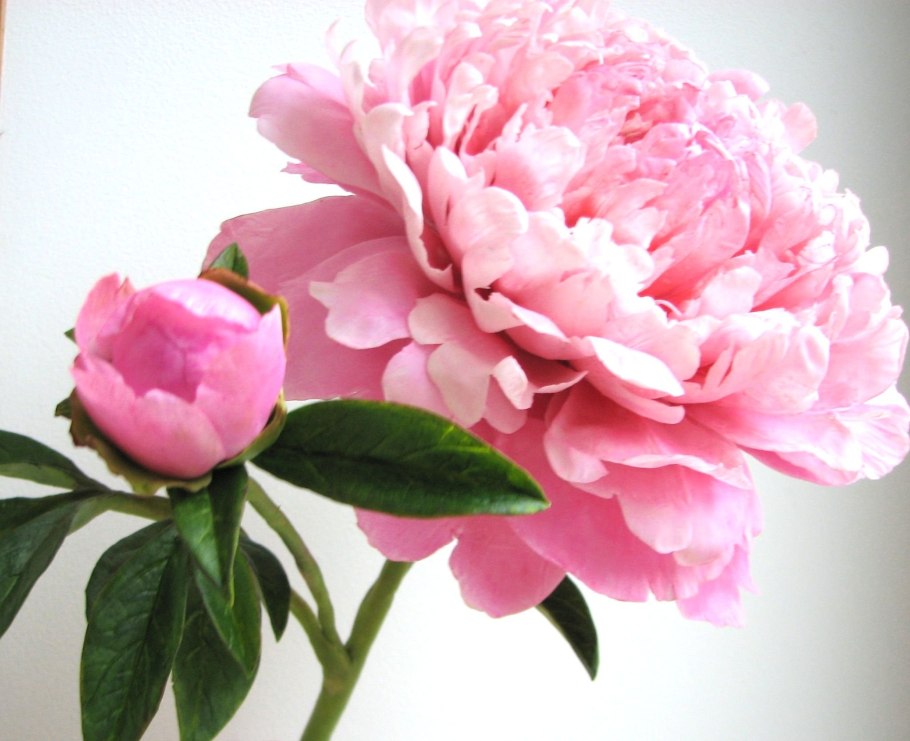 Пион Kirinmaru (КИРИНМАРУ)