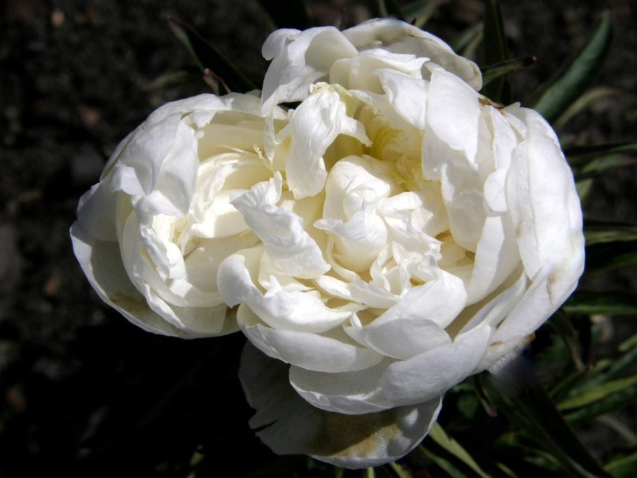 Пион молочноцветковый Гилберт Бартело