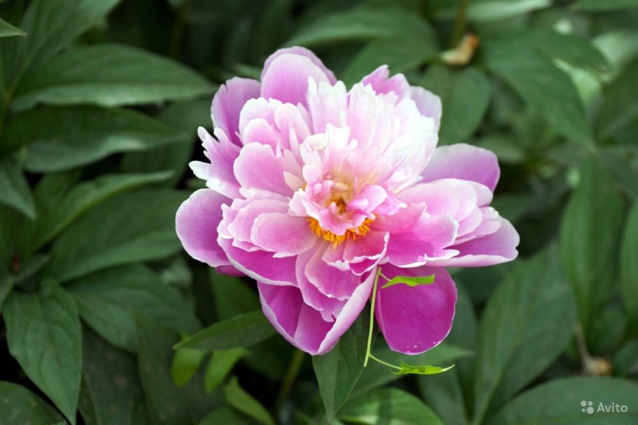 Пион Феликс Крауссе