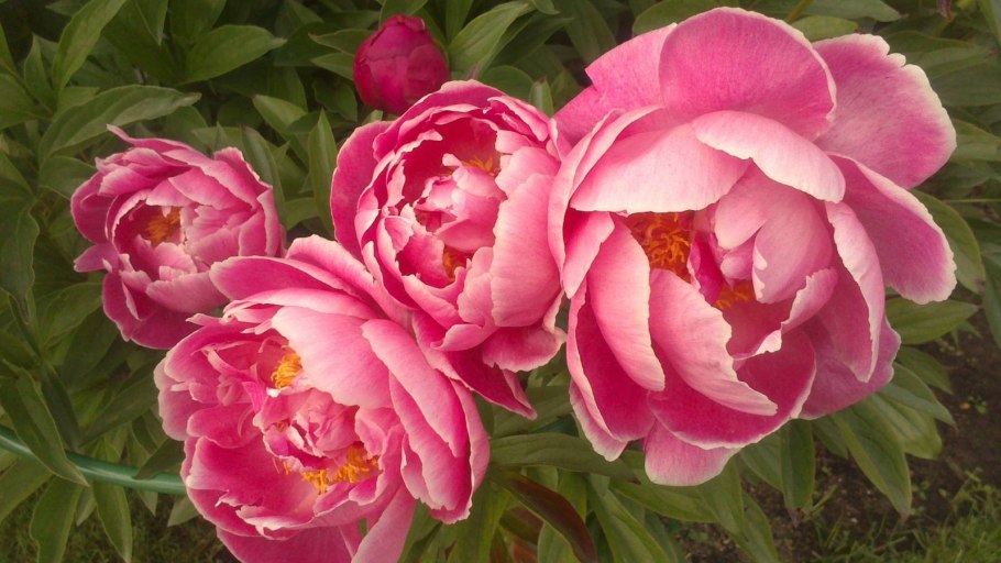 Пион Сплендид Корнелия