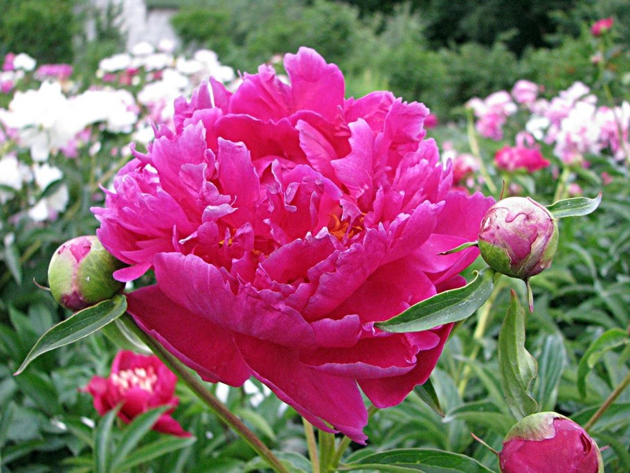 Пион молочноцветковый ’Nancy Nora’