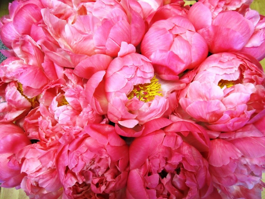 Пион Имакулее