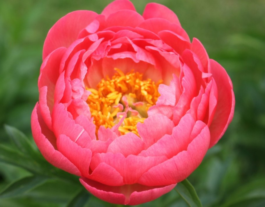 Пион Катарина Фонтейн