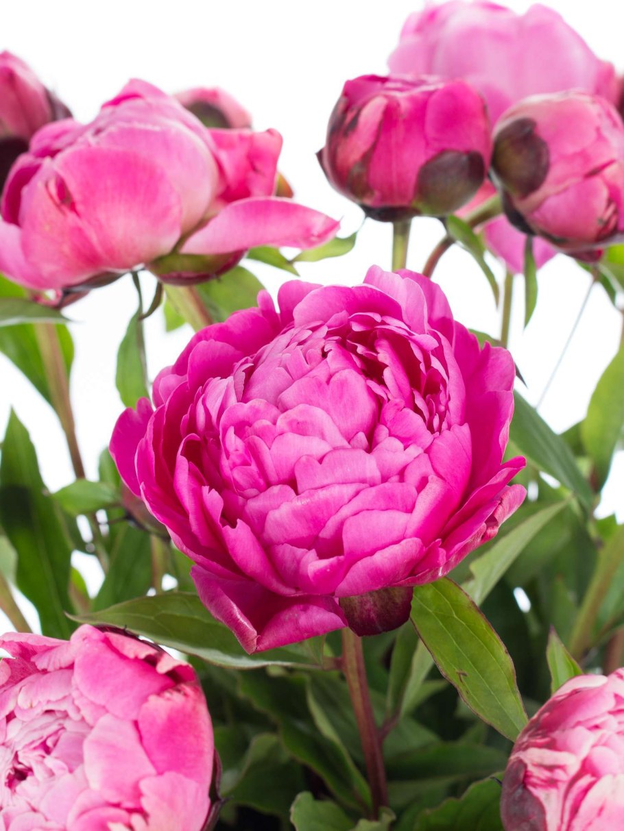 Пион Яблоневый цвет