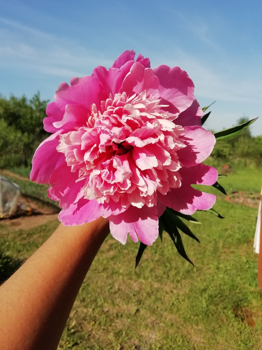 Пион Барбара