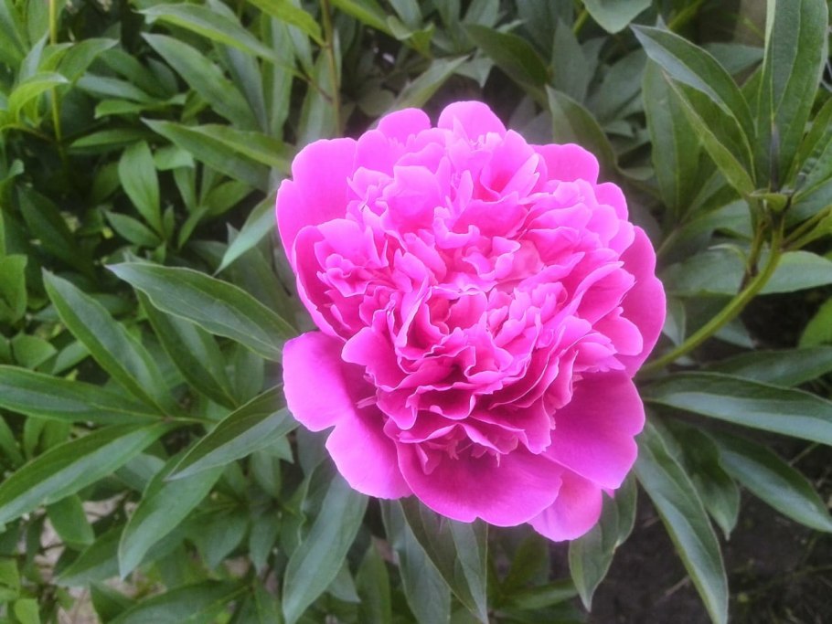 Пион Августин дор