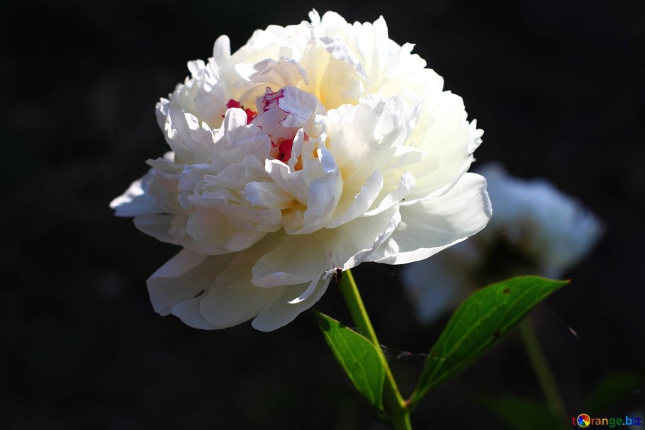 Пион Ядвига фото