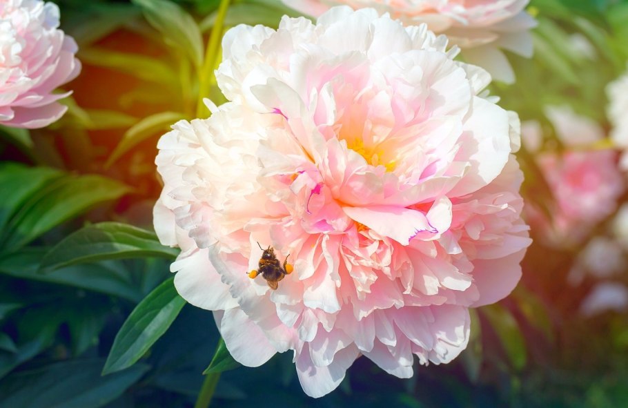 Пион Виллиам тёрнер