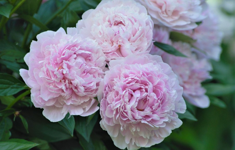 Цветы пионы белые