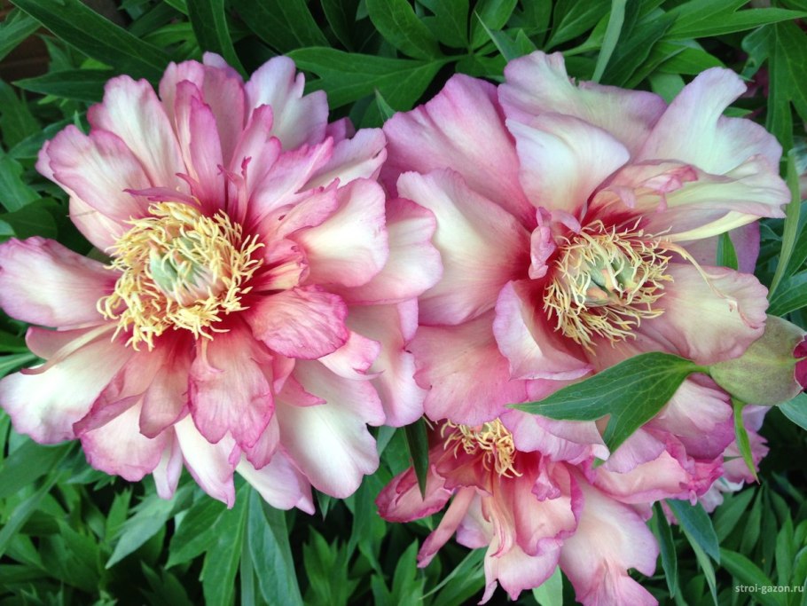 Пион Бенджамин