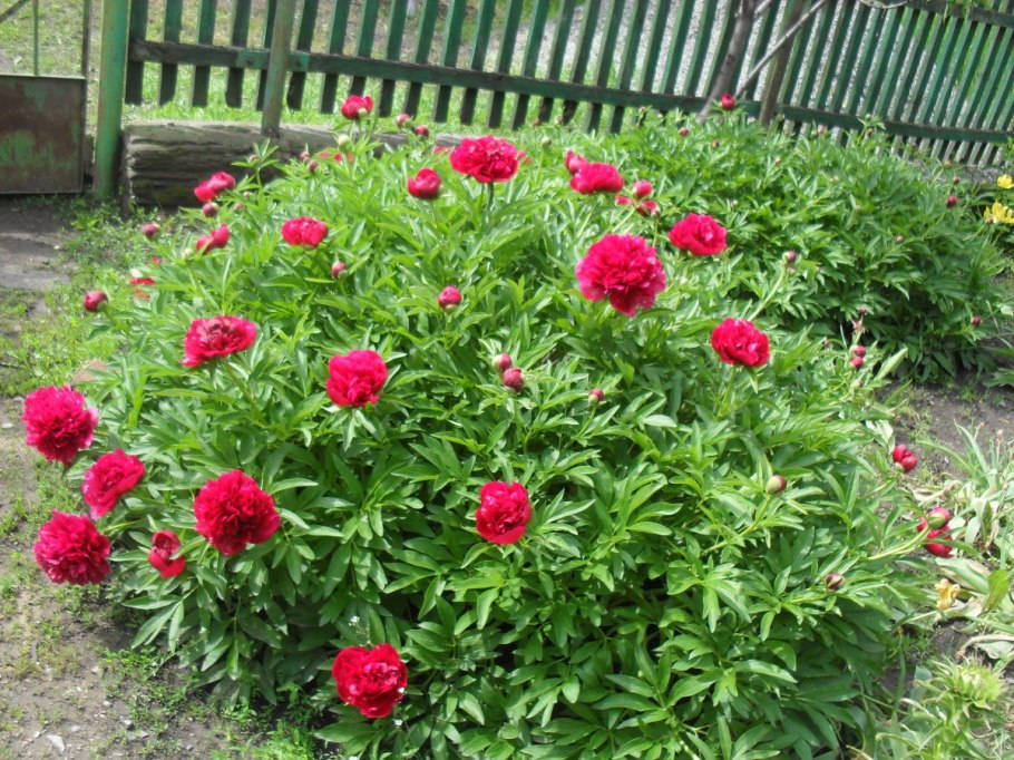 Пион анемоновидный бордовый