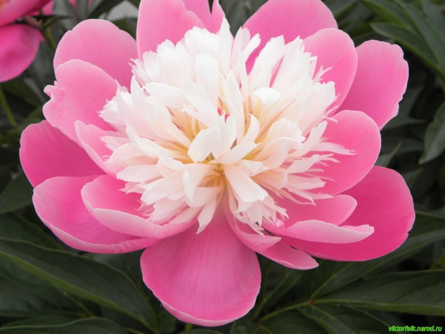 Пион Кингс Дэй