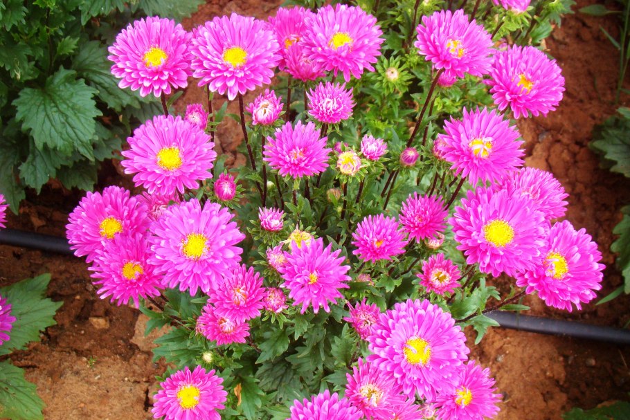 Астра Эрфордия смесь