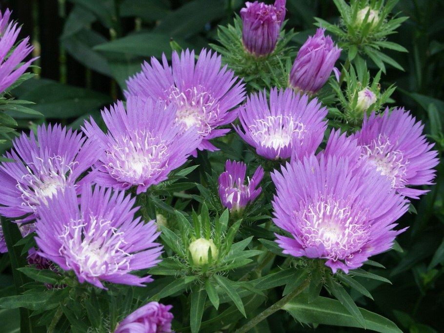 Астра Хавская голубая