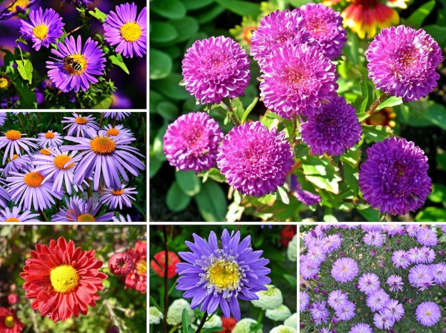 Астра венечная