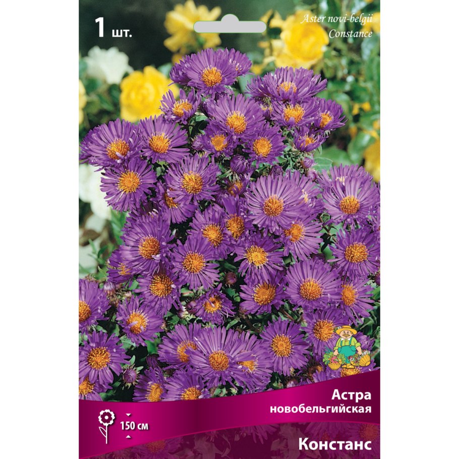 Астра Констанс многолетняя