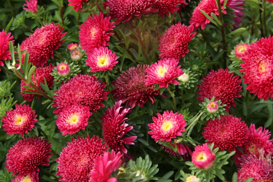 Астра махровая однолетняя