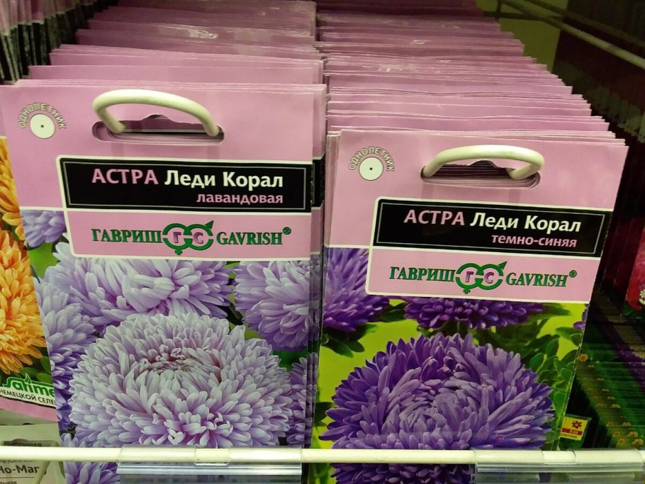 Астра леди коралл давандовая