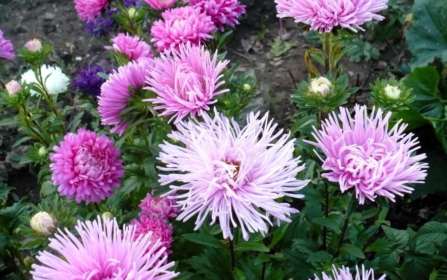 Астра желтая игольчатая