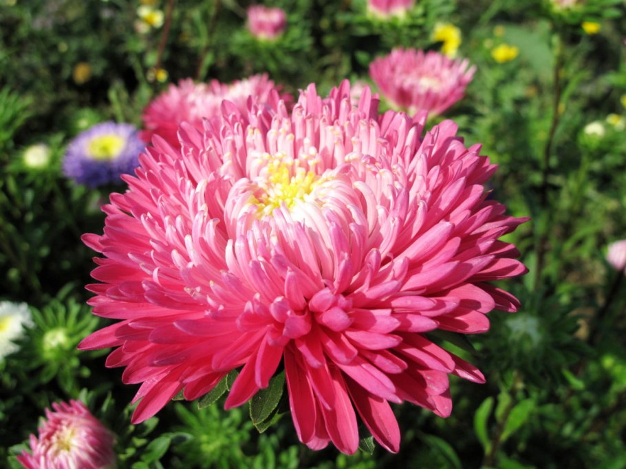 Астра хризантемовидная